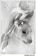 44. Lazy - Kangaroo joey